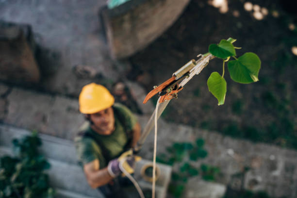 Best Commercial Tree Removal  in USA